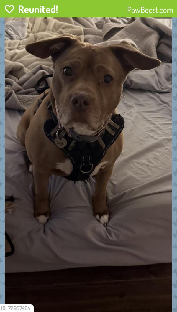 Reunited Female Dog last seen Leon and Campbell street, Jackson, TN 38301