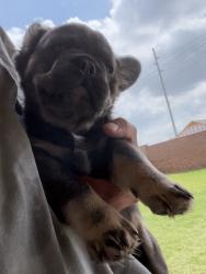 Lost Male Dog last seen 16th and ann arbor, Oklahoma City, OK 73127