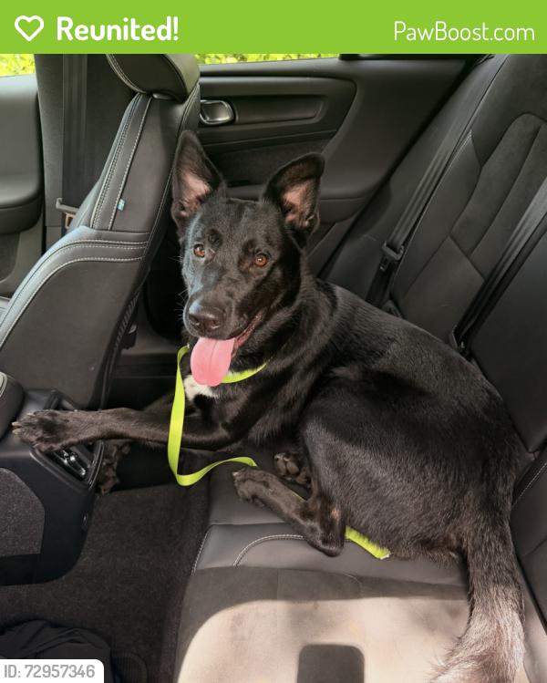 Reunited Male Dog last seen Miami Shores Athletic Field , Miami Shores, FL 33150