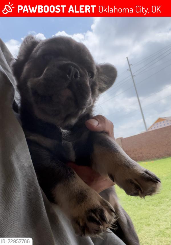 Lost Male Dog last seen 16th and ann arbor, Oklahoma City, OK 73127