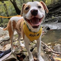 Shelter Stray Male Dog last seen , Greensboro, NC 27409