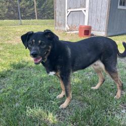 Shelter Stray Female Dog last seen , Ottawa, KS 66067