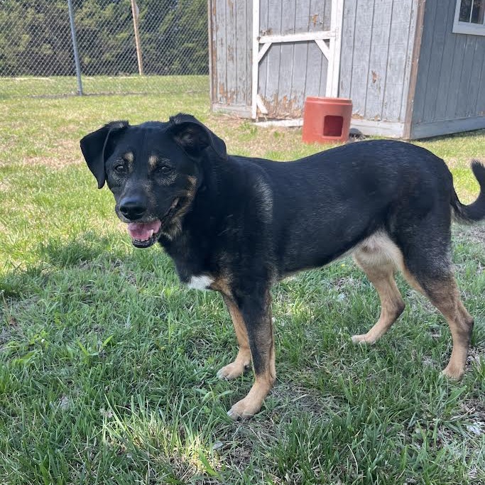Shelter Stray Female Dog last seen , Ottawa, KS 66067