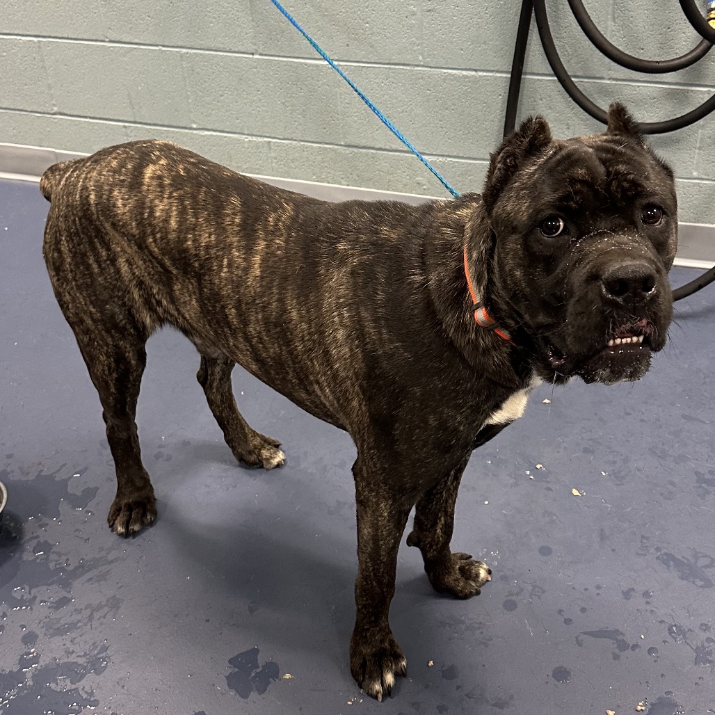 Shelter Stray Male Dog last seen , Greensboro, NC 27409