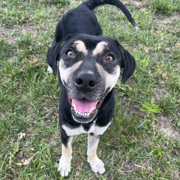 Shelter Stray Female Dog last seen , Ottawa, KS 66067