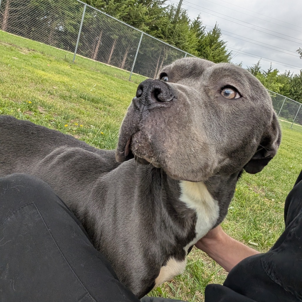 Shelter Stray Female Dog last seen , Ottawa, KS 66067
