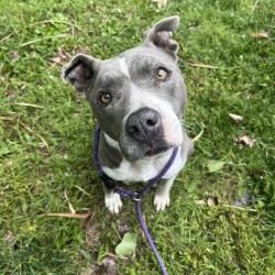 Shelter Stray Female Dog last seen , Ottawa, KS 66067