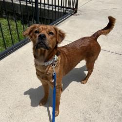 Shelter Stray Female Dog last seen , Jacksonville, FL 32216
