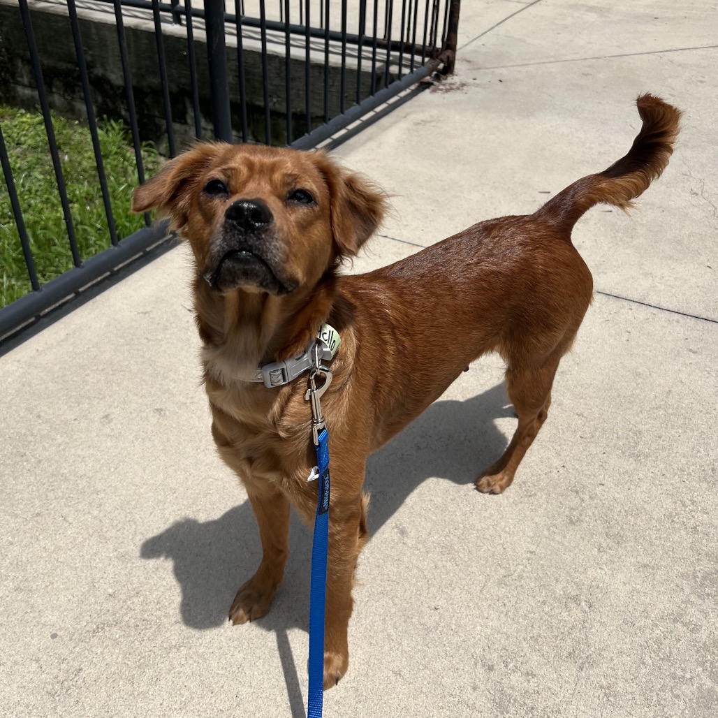 Shelter Stray Female Dog last seen , Jacksonville, FL 32216