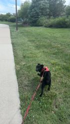Lost Female Dog last seen The Corner , Boulder, CO 80302