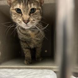 Shelter Stray Female Cat last seen , Philadelphia, PA 19140