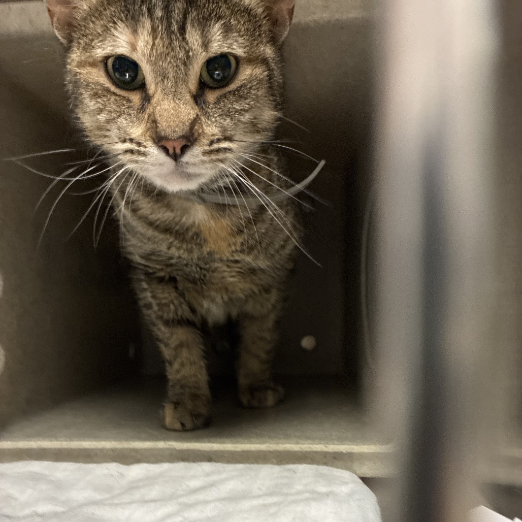 Shelter Stray Female Cat last seen , Philadelphia, PA 19140