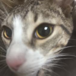 Shelter Stray Male Cat last seen , Philadelphia, PA 19140