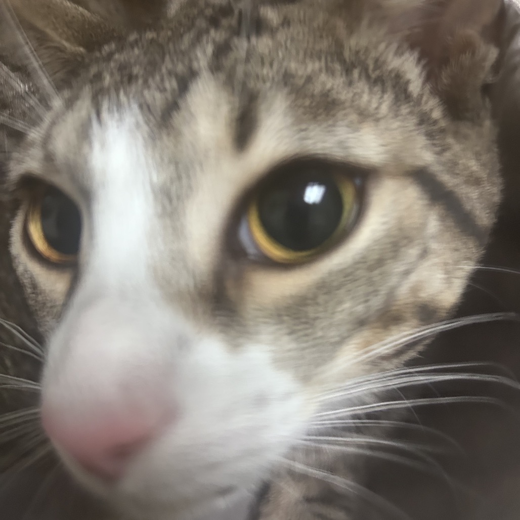 Shelter Stray Male Cat last seen , Philadelphia, PA 19140