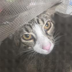 Shelter Stray Female Cat last seen , Philadelphia, PA 19140