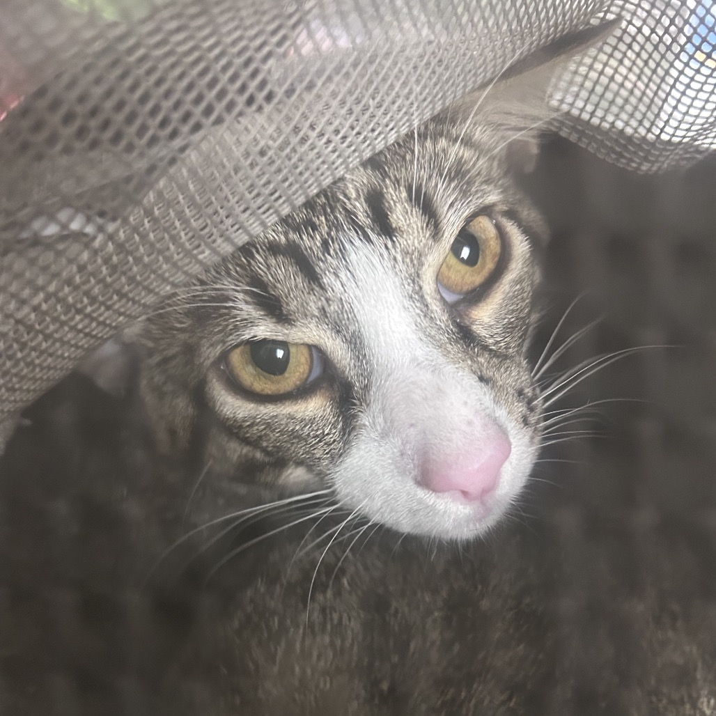Shelter Stray Female Cat last seen , Philadelphia, PA 19140