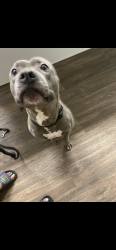 Reunited Male Dog last seen Quince and Ridgeway , Memphis, TN 38119