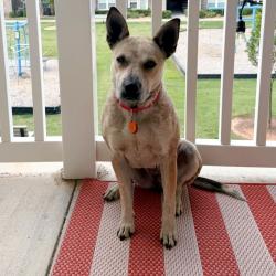 Shelter Stray Female Dog last seen , Greenville, SC 29609