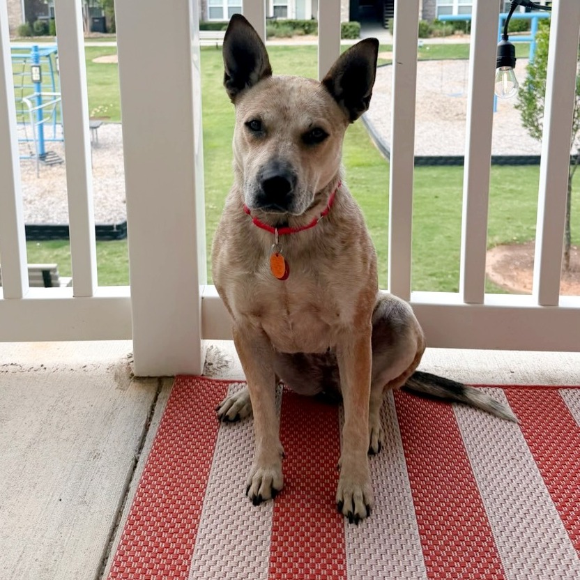 Shelter Stray Female Dog last seen , Greenville, SC 29609