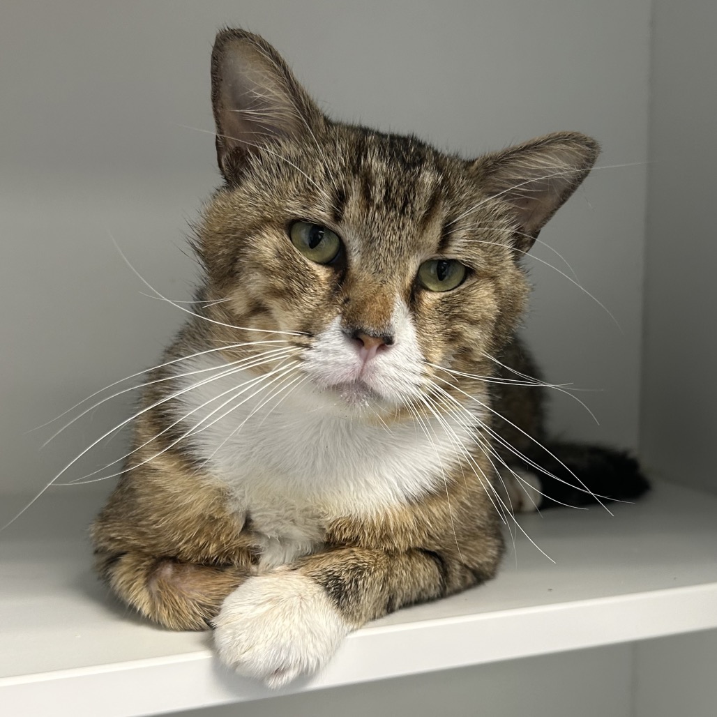 Shelter Stray Male Cat last seen , Port Richey, FL 34653