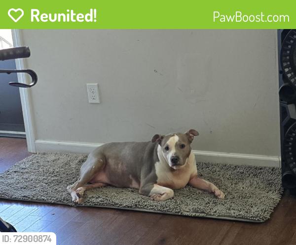 Reunited Female Dog last seen Pine st, Hamden , Hamden, CT 06514