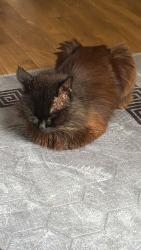Reunited Male Cat last seen RM8 1BF, Greater London, England RM8 1BF