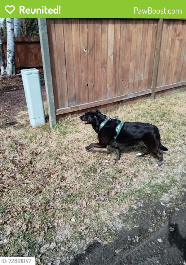 Reunited Unknown Dog last seen Dimond Blvd, Anchorage, AK 99502