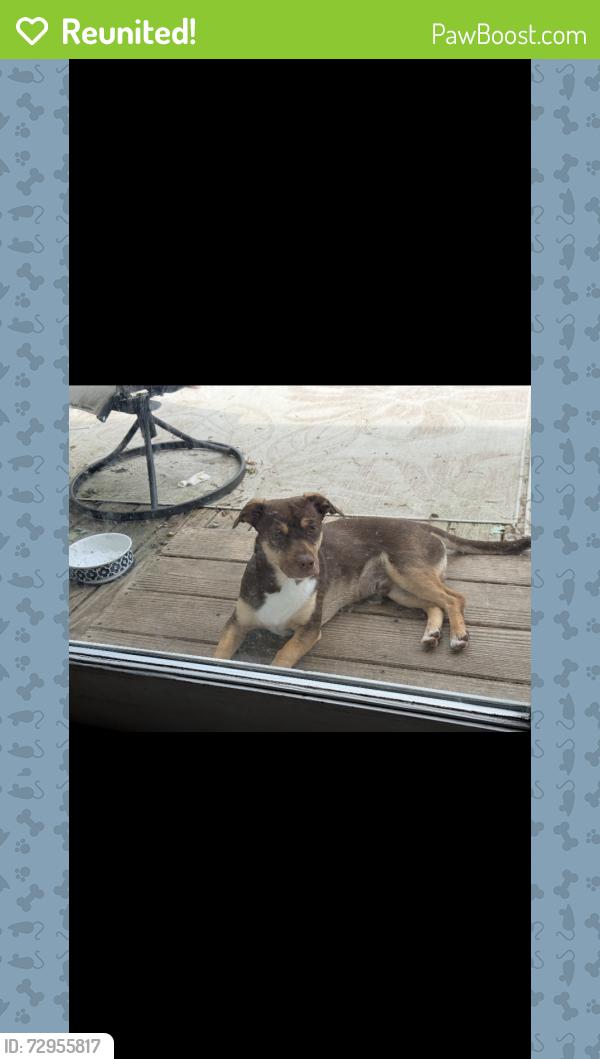 Reunited Male Dog last seen County Road 6 n county Road17, Bristol, IN 46507