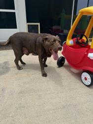 Found/Stray Male Dog last seen Brookhollow subdivision , Gonzalez, FL 32533