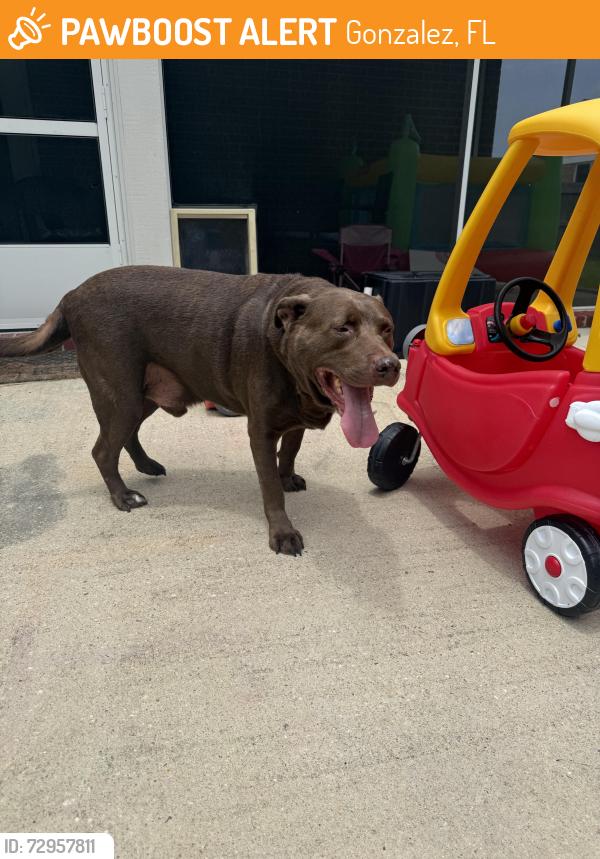 Found/Stray Male Dog last seen Brookhollow subdivision , Gonzalez, FL 32533