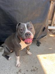 Reunited Male Dog last seen Bolton Street/St. Marks, Winston-Salem, NC 27103