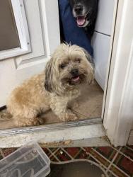 Found/Stray Female Dog last seen Stonebridge terrace drive , Richmond, TX 77407