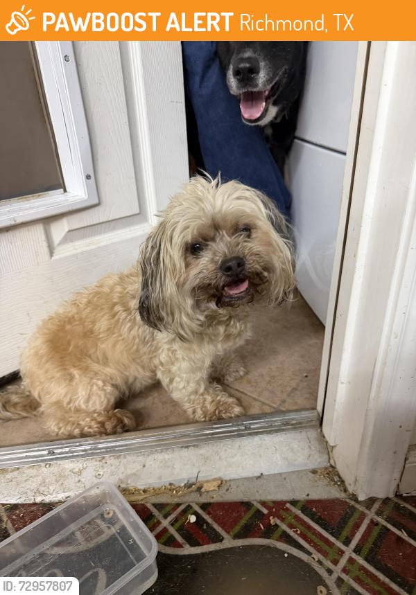 Found/Stray Female Dog last seen Stonebridge terrace drive , Richmond, TX 77407