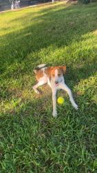 Found/Stray Male Dog last seen Walnut Creek Baptist Church, Reno, TX 76020