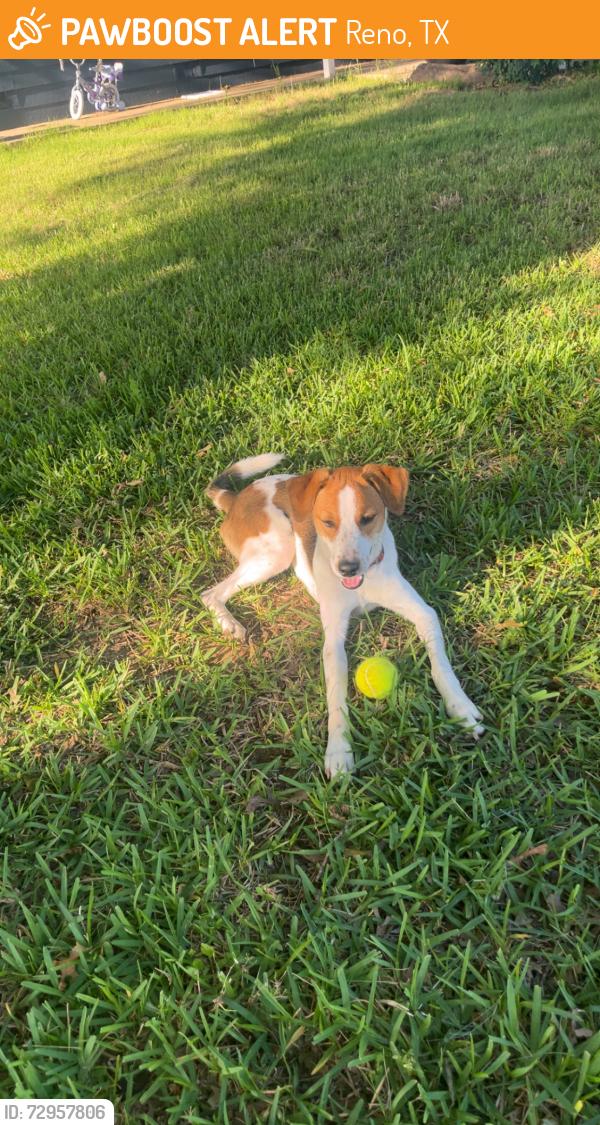 Found/Stray Male Dog last seen Walnut Creek Baptist Church, Reno, TX 76020