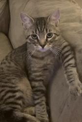 Lost Male Cat last seen Inkster Rd & Joan Street, Taylor, MI 48180