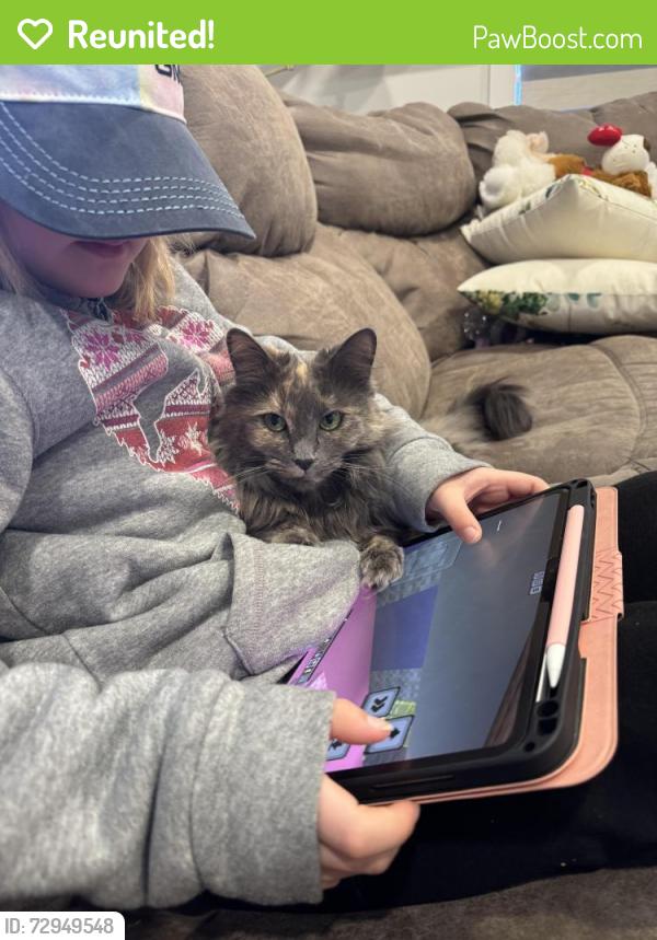 Reunited Female Cat last seen tamarack/Maple crest , Edmonton, AB T6T 1A4