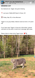 Lost Male Cat last seen Riddle mill rd, Clover, SC 29710