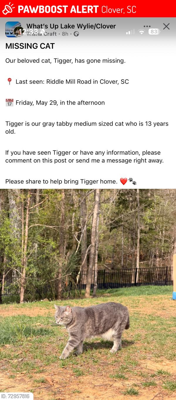 Lost Male Cat last seen Riddle mill rd, Clover, SC 29710