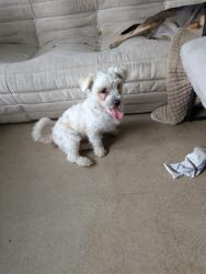 Reunited Male Dog last seen Ronald Reagan Building DTLA, Los Angeles, CA 90013