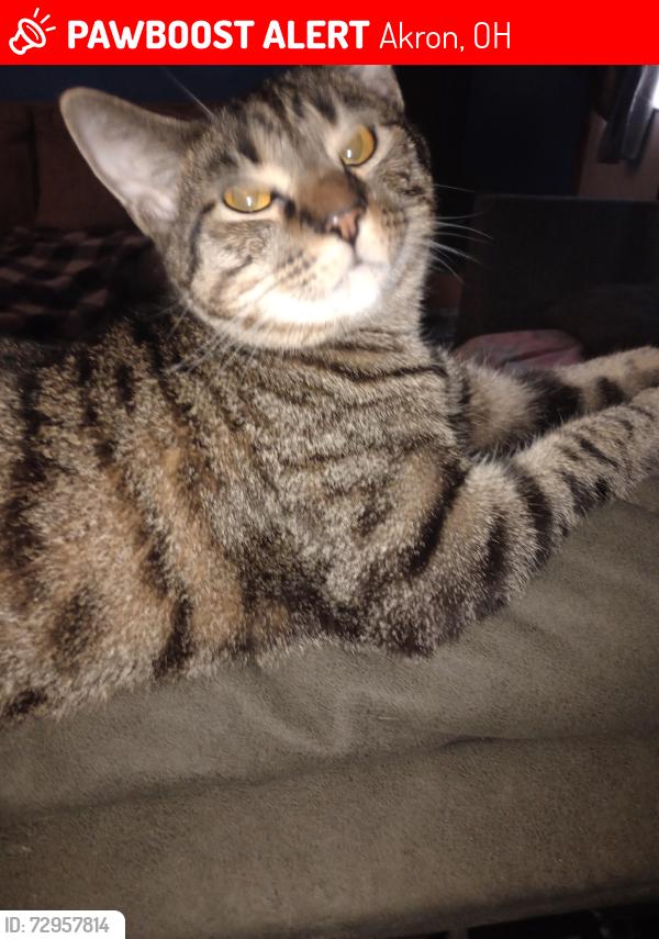 Lost Male Cat last seen Akron Ohio 44312, Akron, OH 44317