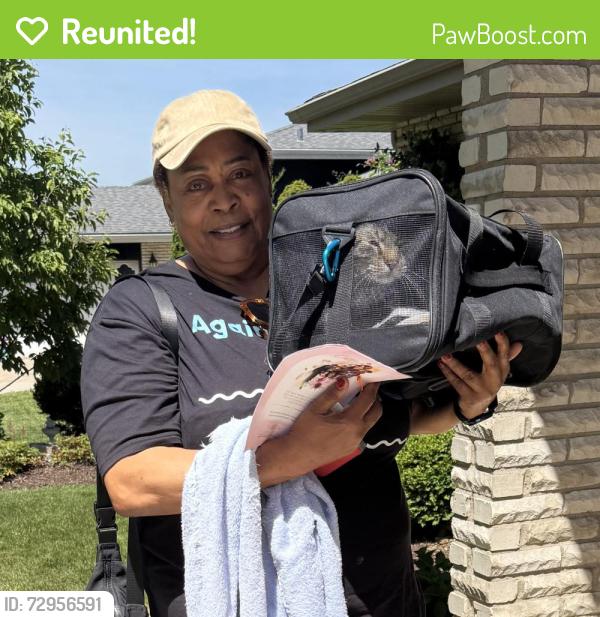 Reunited Unknown Cat last seen 82nd & Bunker, Orland Park, IL 60462