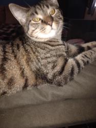 Lost Male Cat last seen Akron Ohio 44312, Akron, OH 44317