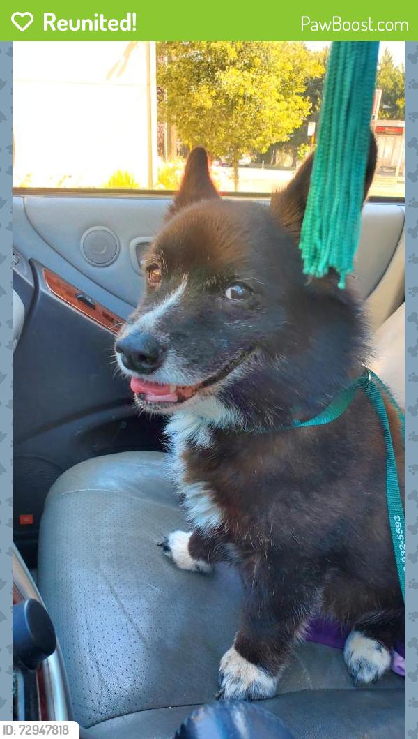 Reunited Female Dog last seen 21st Ave SW & Dawson St, Seattle, WA 98106