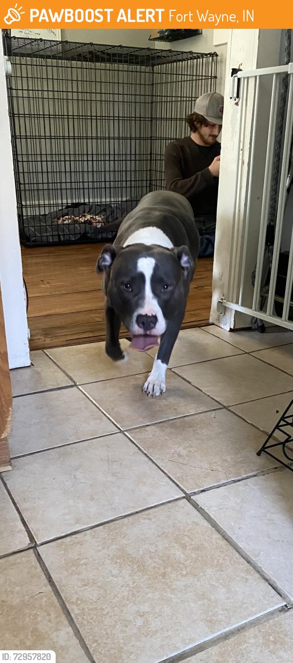 Found/Stray Female Dog last seen Rudisill and Harrison st. , Fort Wayne, IN 46807