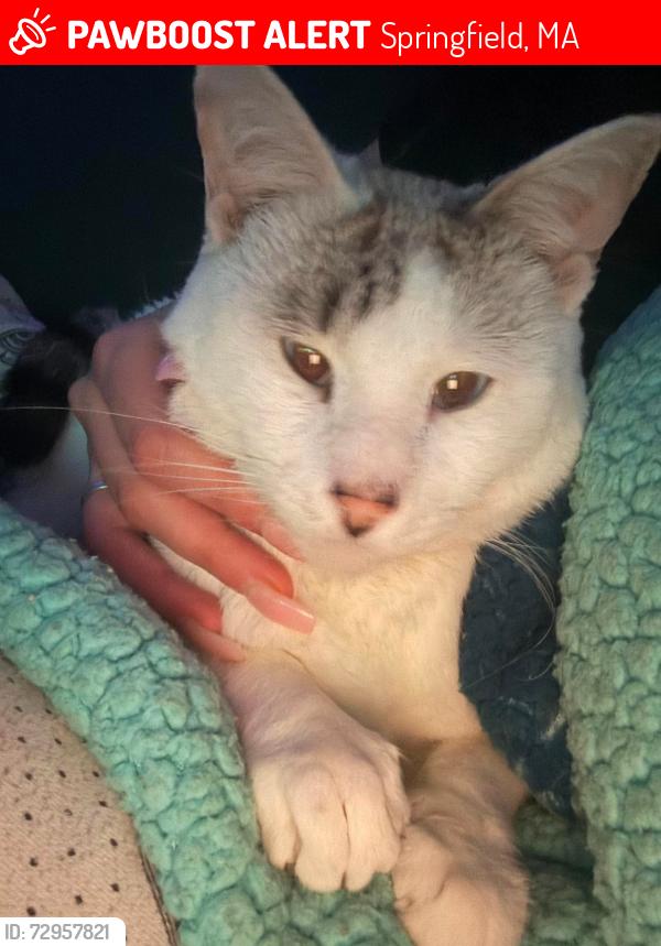Lost Male Cat last seen St James Ave , Springfield, MA 01109