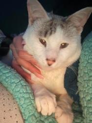 Lost Male Cat last seen St James Ave , Springfield, MA 01109