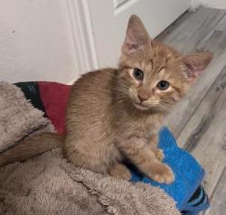 Shelter Stray Male Cat last seen Bexar County, New Braunfels, TX 78130