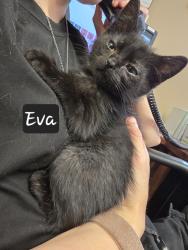 Shelter Stray Female Cat last seen , Maumelle, AR 72113