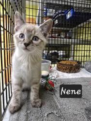 Shelter Stray Female Cat last seen , Maumelle, AR 72113